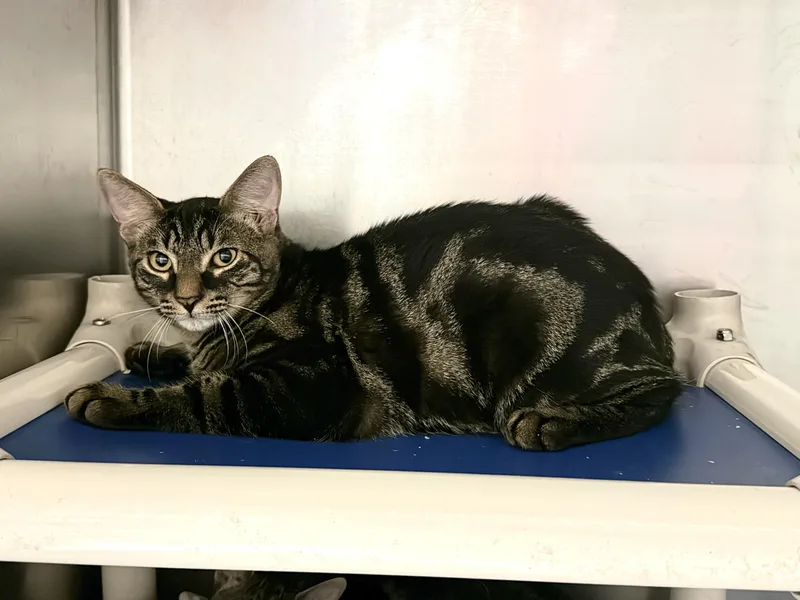 A young medium-sized male Tabby (Brown / Chocolate) Domestic Short Hair cat named Timber for adoption in Wantagh, NY