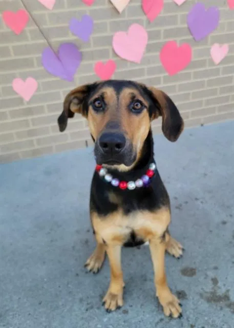 A young large-sized female Mixed Breed dog named Nova for adoption in Dallas, TX