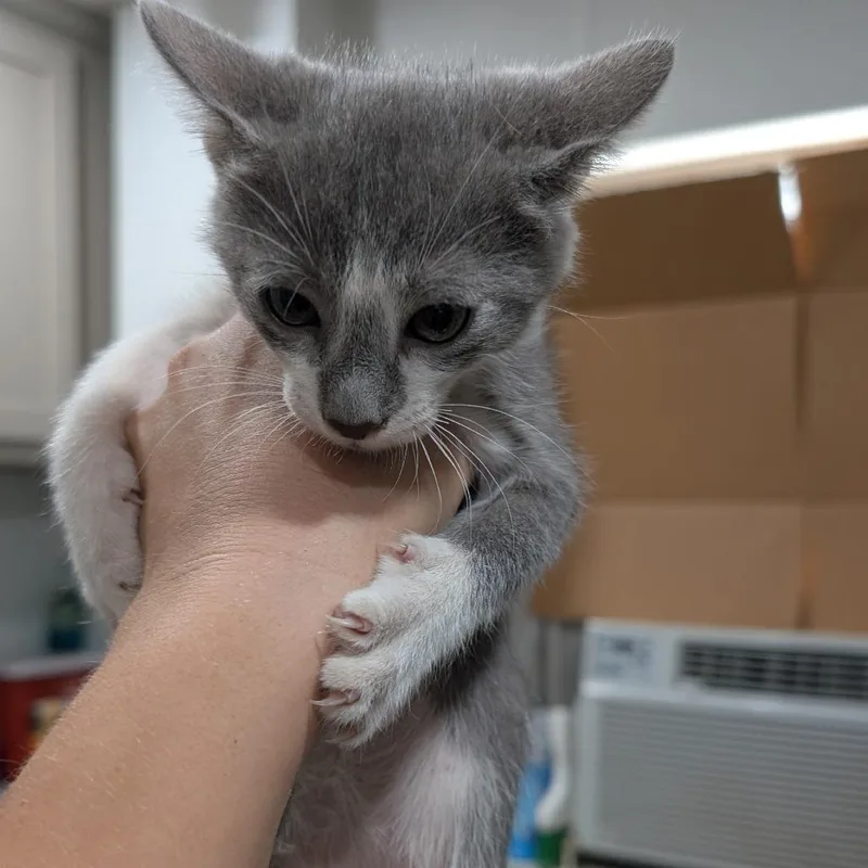 A baby small-sized male Gray / Blue / Silver Domestic Short Hair cat named Dewey for adoption in Buchanan Dam, TX
