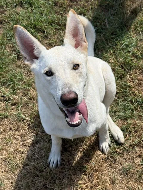 A young medium-sized female Shepherd dog named Luna for adoption in Riverside, CA