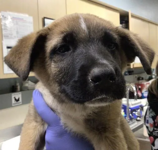 A baby small-sized male German Shepherd Dog dog named Maverick for adoption in Riverside, CA