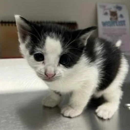 A baby small-sized male Black Domestic Short Hair cat named Schmidt for adoption in West Palm Beach, FL