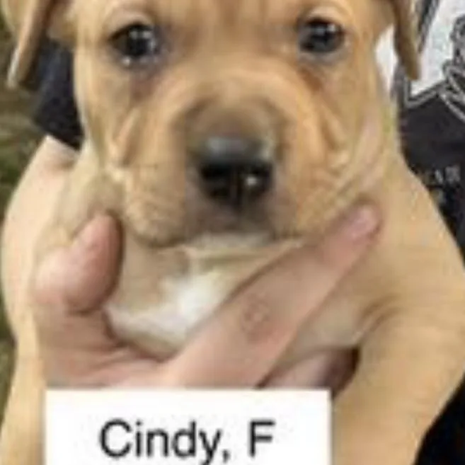 Cindy