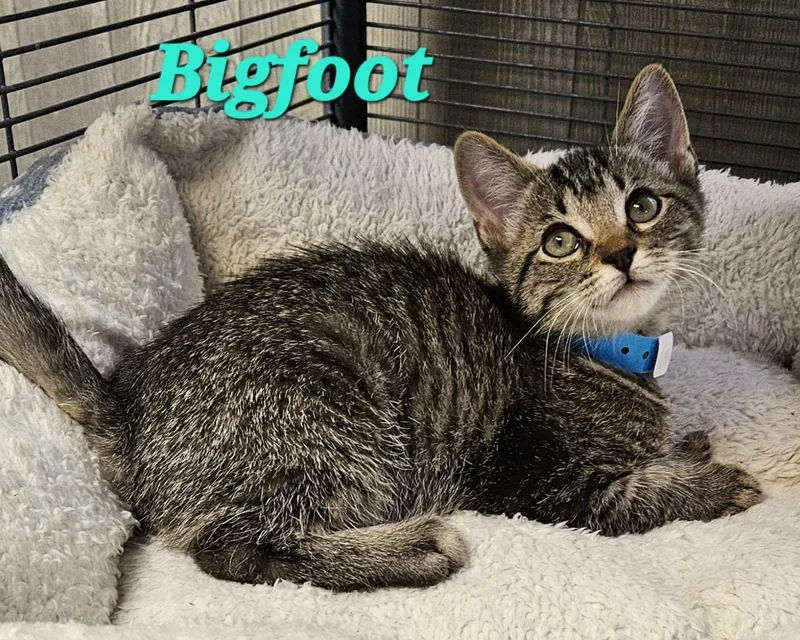 A baby medium-sized male Tabby (Gray / Blue / Silver) Extra-Toes Cat / Hemingway Polydactyl cat named Bigfoot for adoption in Macon, GA
