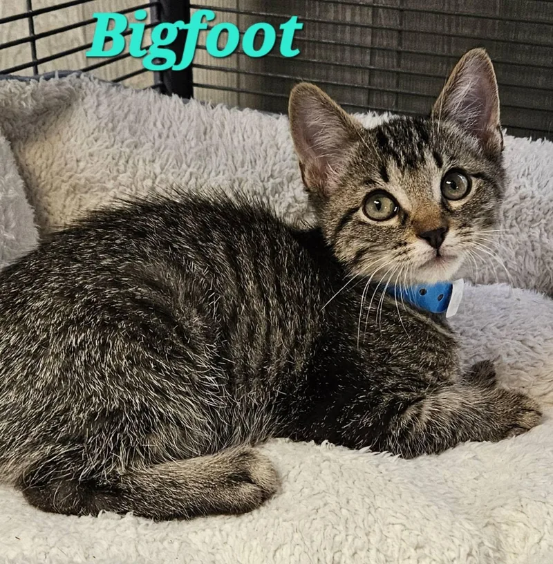 Bigfoot thumbnail 3