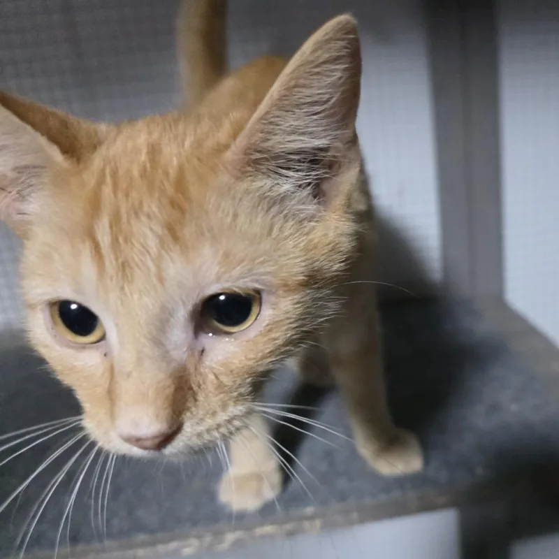A young small-sized male Orange / Red Domestic Short Hair cat named Aurelio for adoption in Sioux Falls, SD