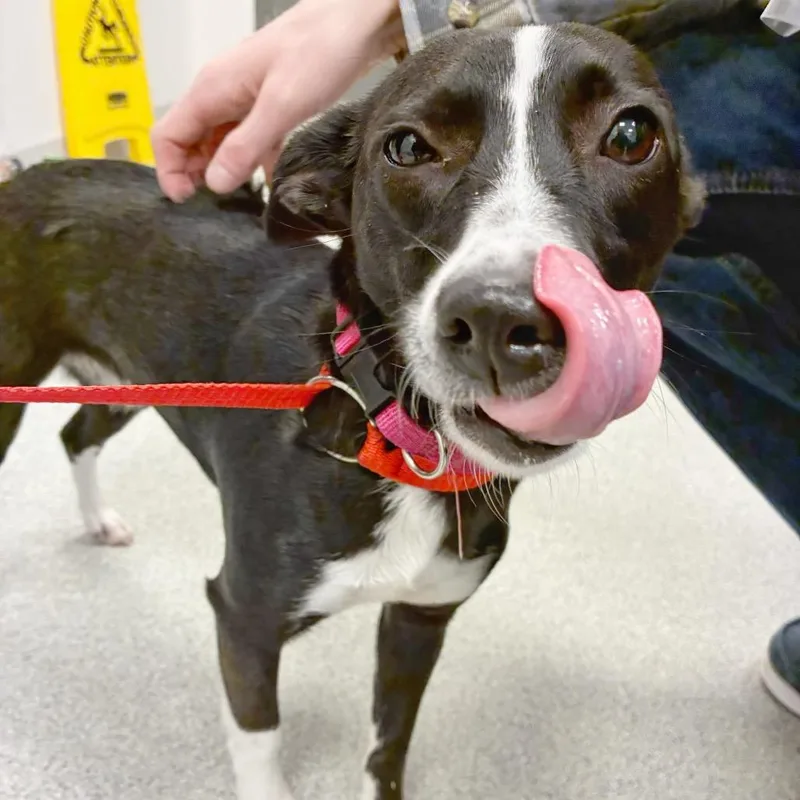 An adult small-sized female Black Mixed Breed dog named Petra for adoption in Franklin, TN