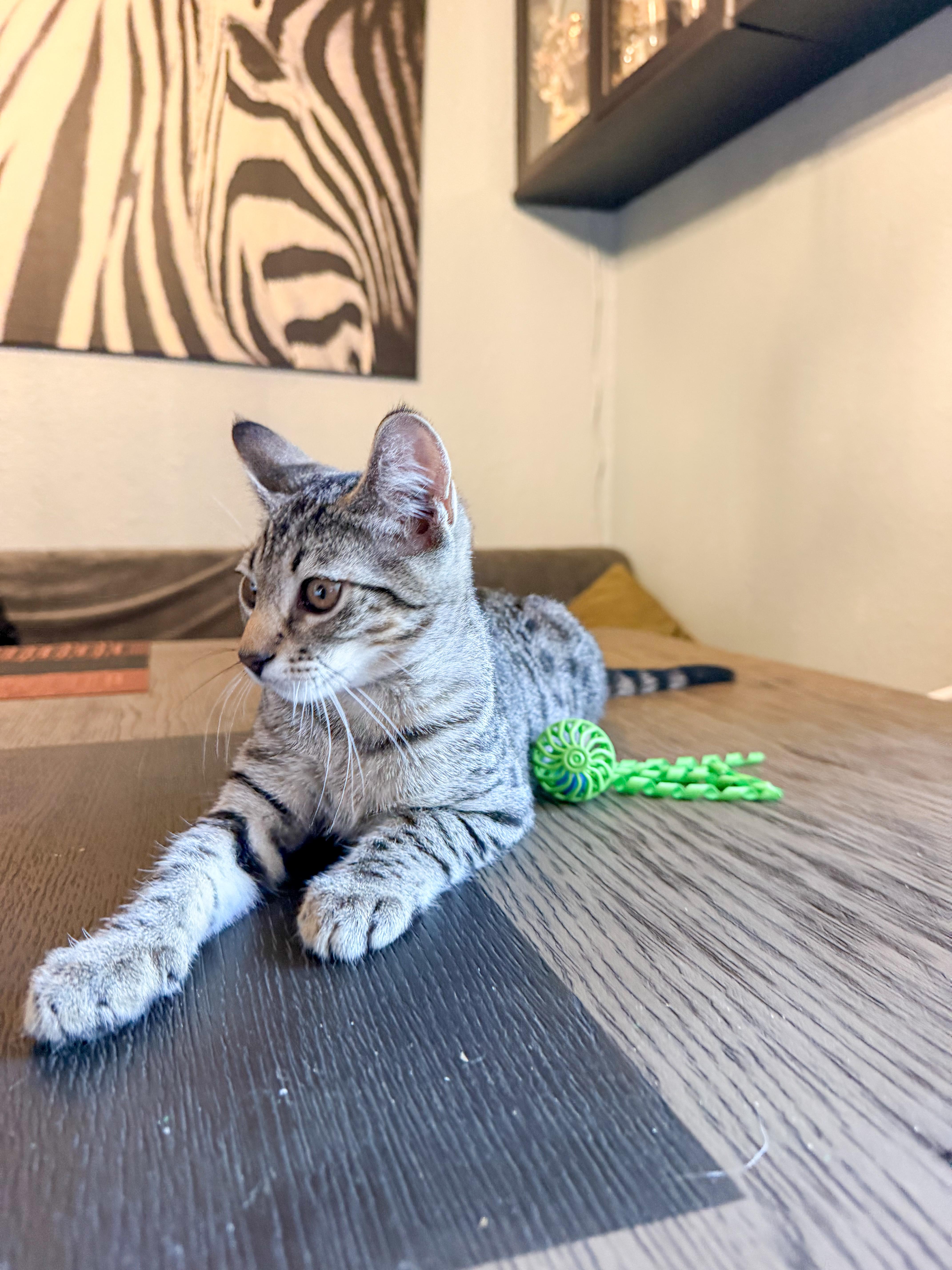 A baby small-sized male Tabby (Gray / Blue / Silver) Domestic Short Hair cat named Leo for adoption in San Jose, CA
