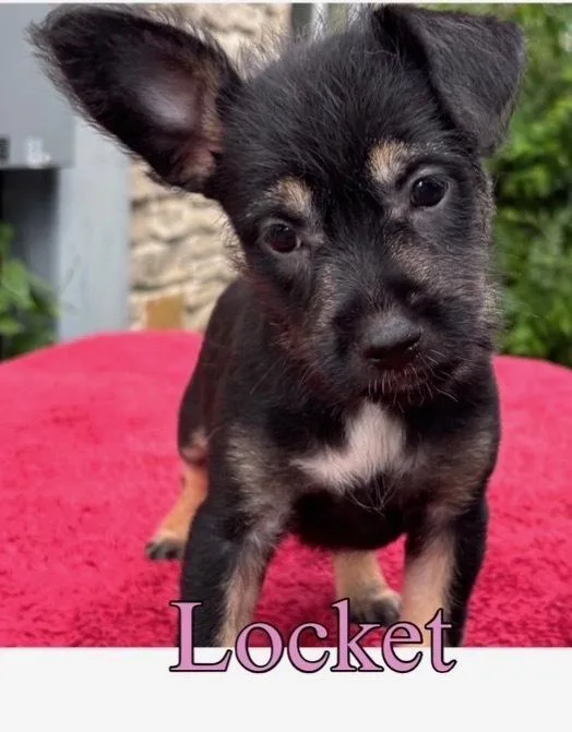 A baby medium-sized female Black Terrier dog named Locket for adoption in Brookshire, TX