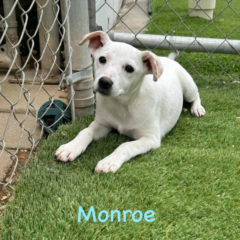 Monroe