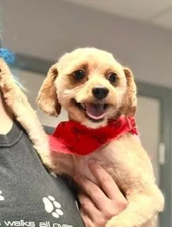 A young small-sized male Apricot / Beige Cavapoo dog named Teddy for adoption in Winter Haven, FL