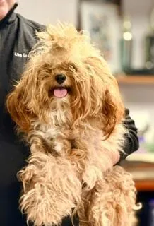Teddy thumbnail 3