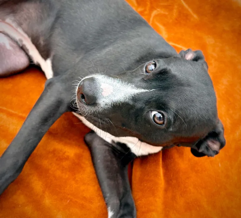 A baby small-sized female Black Pit Bull Terrier dog named Hufflepuff for adoption in Kalamazoo, MI