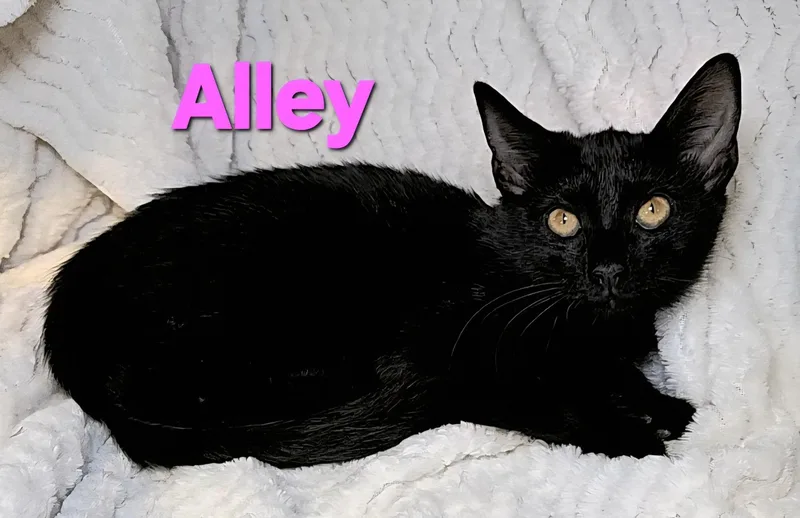 An adult medium-sized female Black Domestic Short Hair cat named Alley for adoption in Macon, GA