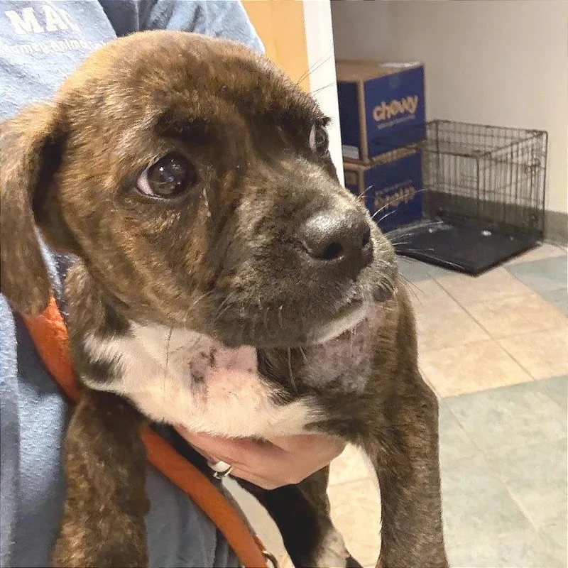 A young medium-sized female Brindle Mixed Breed dog named Rosie for adoption in Chattanooga, TN