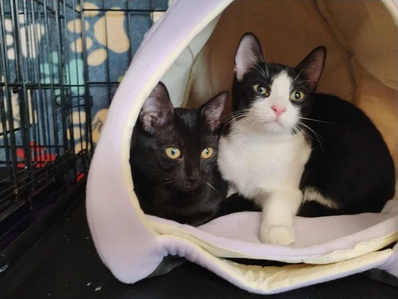 Elena And Hannah thumbnail 2