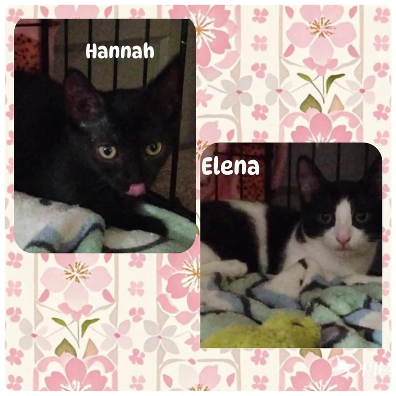 Elena And Hannah thumbnail 3