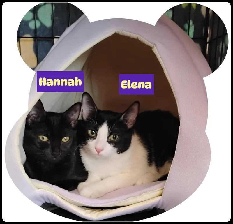 Elena And Hannah thumbnail 4