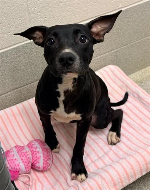 A young small-sized female Mixed Breed dog named Olive for adoption in Statesville, NC