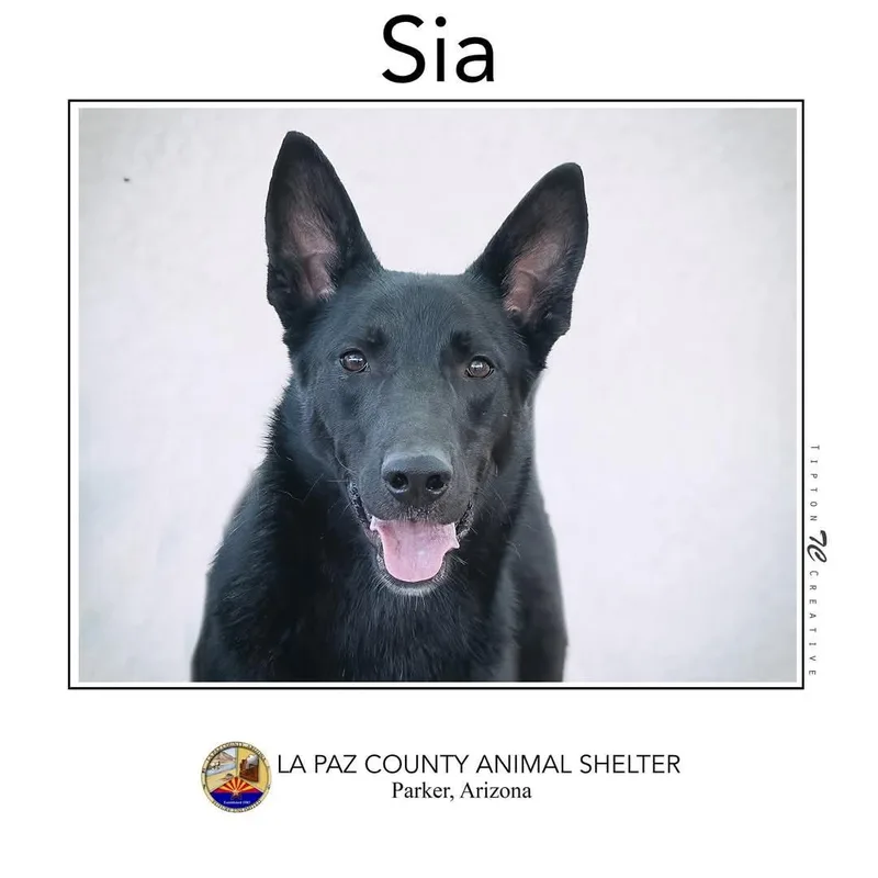 Sia