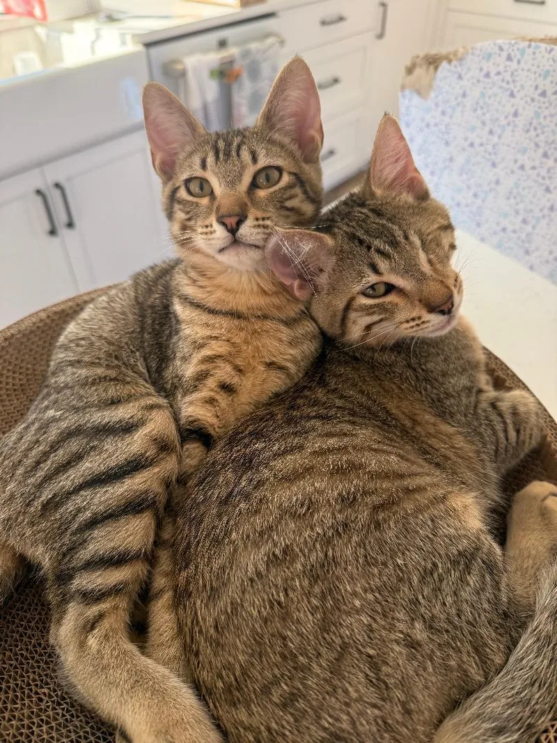 A baby medium-sized male Tabby (Brown / Chocolate) Domestic Short Hair cat named Tommy & Benny Bubs for adoption in Kirkland, WA
