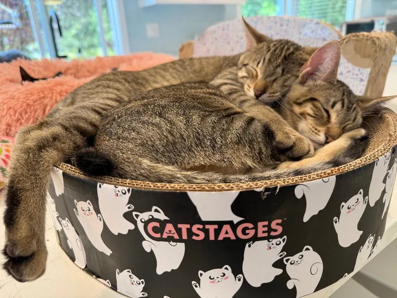Tommy & Benny Bubs thumbnail 2