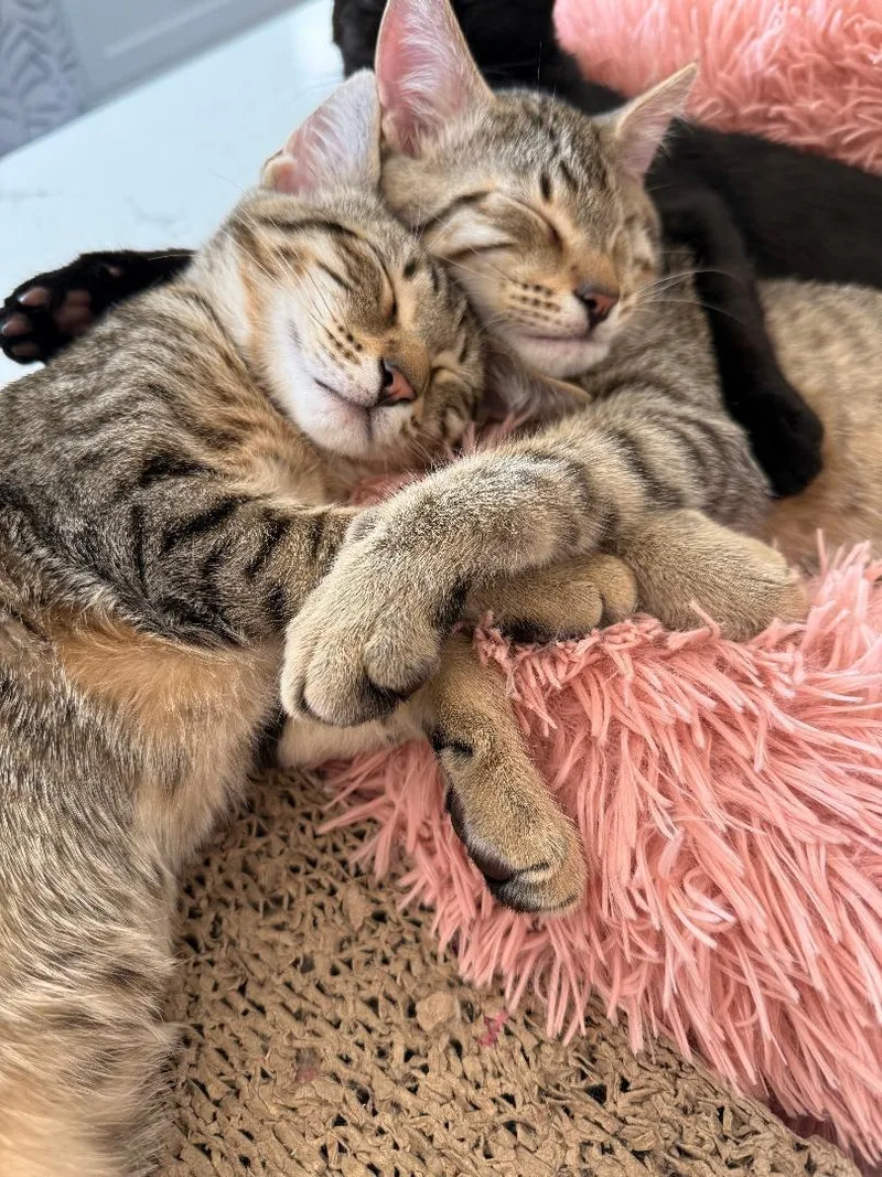 Tommy & Benny Bubs thumbnail 3