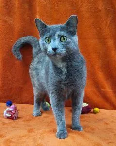 An adult medium-sized female Domestic Short Hair cat named Sage for adoption in Bucyrus, OH