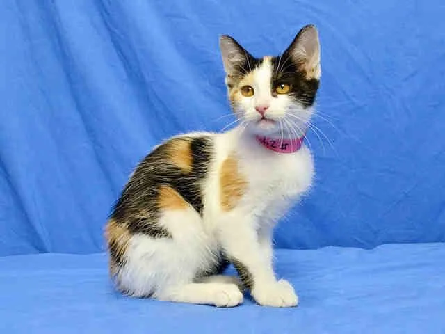 A senior small-sized female Domestic Short Hair cat named Lucky for adoption in Saint Louis, MO