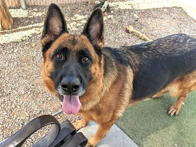 An adult large-sized female German Shepherd Dog dog named Cherie for adoption in Phoenix, AZ