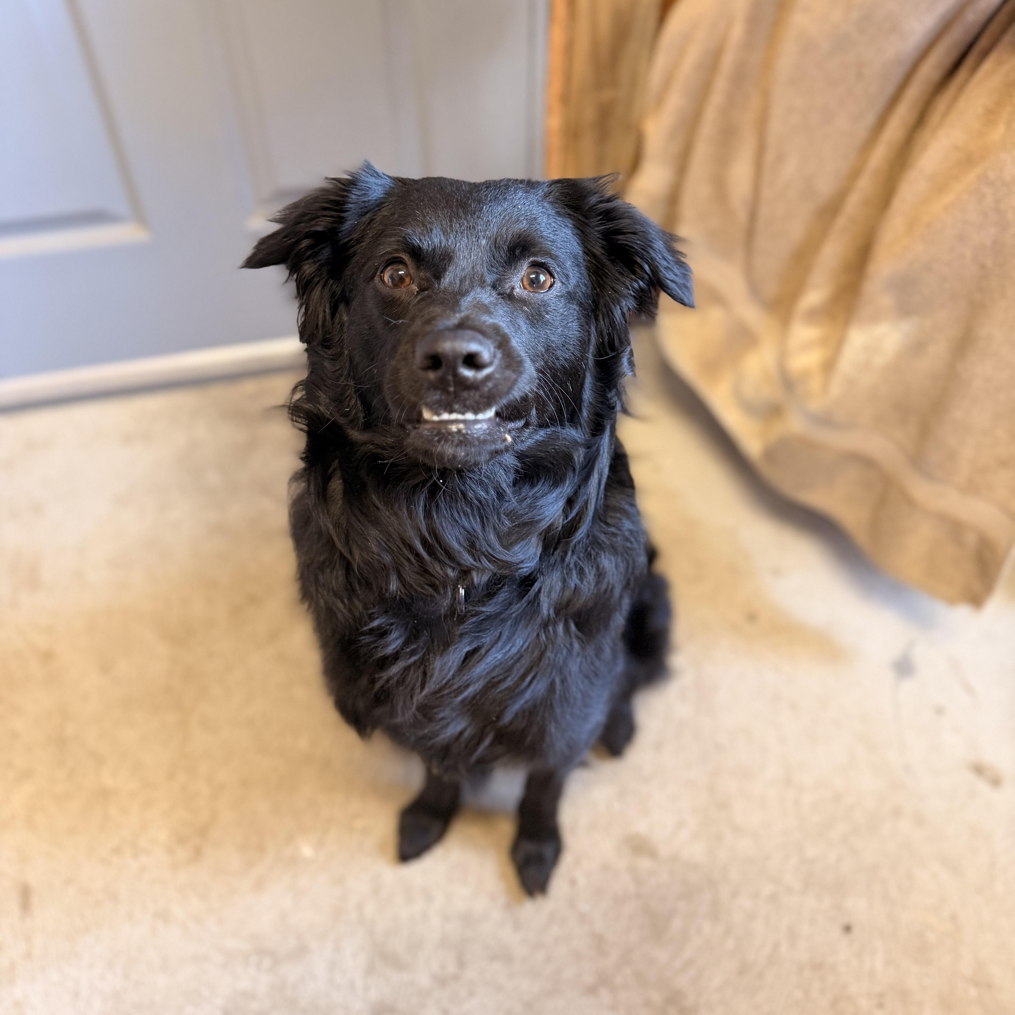 A young medium-sized male Flat-Coated Retriever dog named Osito for adoption in Lake Forest, IL