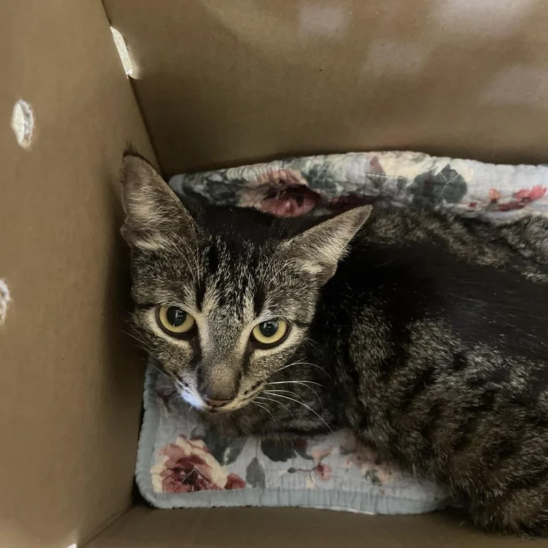 An adult medium-sized female Gray / Blue / Silver Domestic Short Hair cat named Pharis for adoption in San Antonio, TX