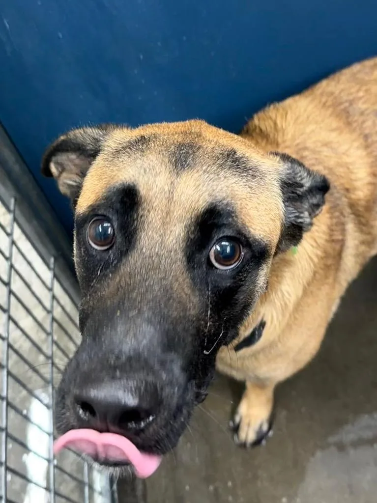 A baby large-sized male German Shepherd Dog dog named Raisin Bran for adoption in Henderson, NC