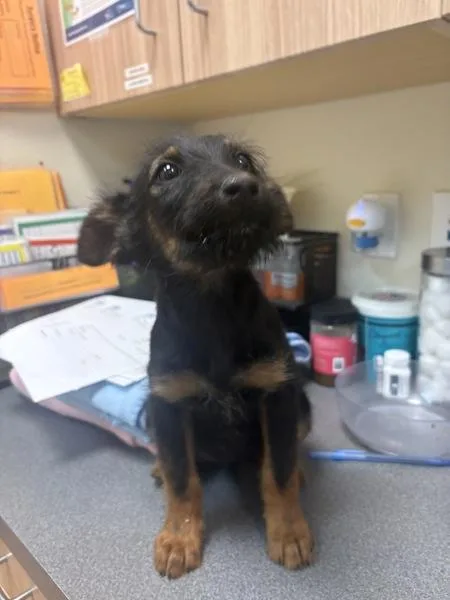 A young small-sized female Terrier dog named Leilany for adoption in Kennewick, WA