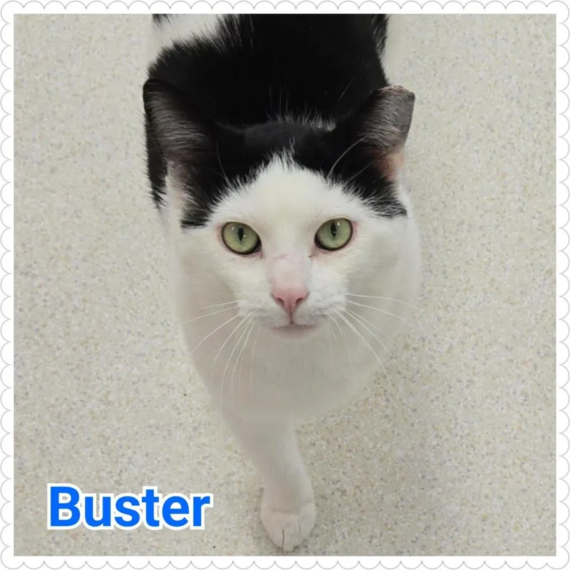 Buster thumbnail 2