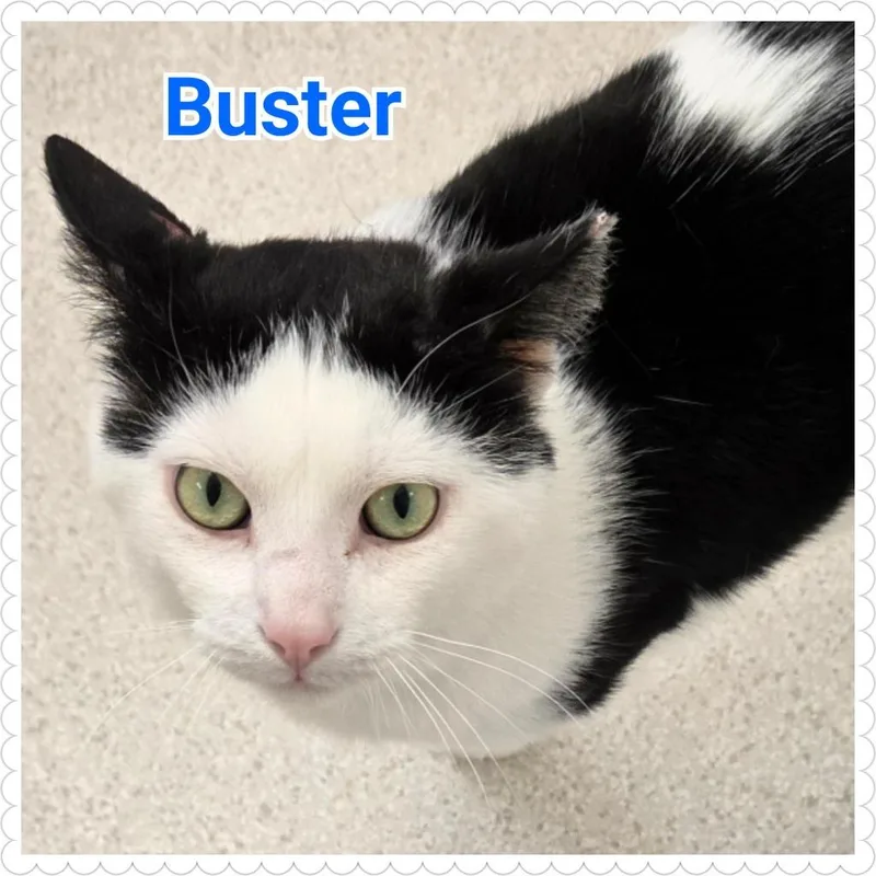 Buster thumbnail 3