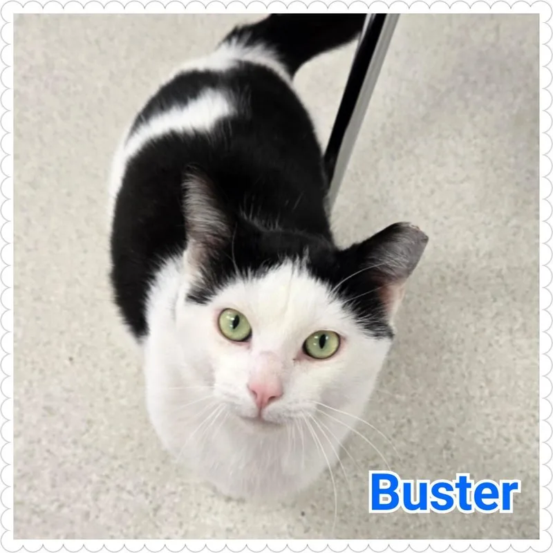 Buster thumbnail 4
