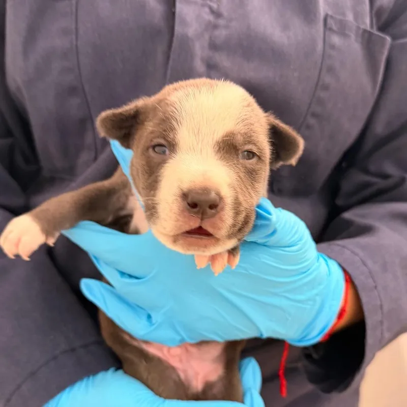 A baby medium-sized male Gray / Blue / Silver Cattle Dog dog named Pops for adoption in West Palm Beach, FL