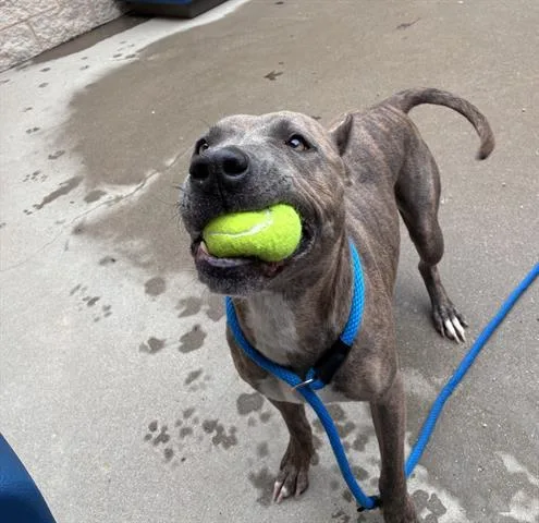 An adult medium-sized female Pit Bull Terrier dog named Volley for adoption in Dayton, OH