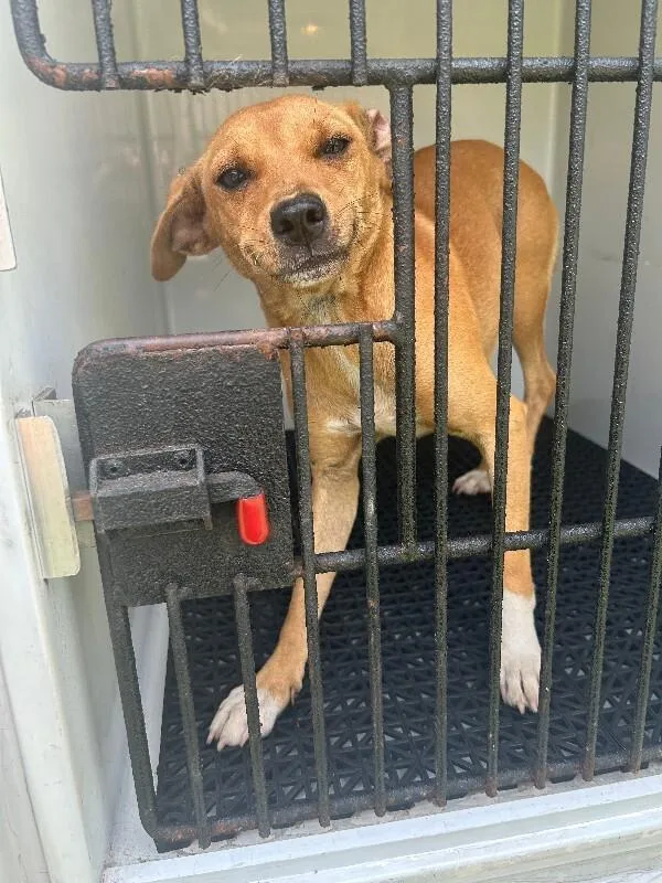 An adult medium-sized female Yellow / Tan / Blond / Fawn Mixed Breed dog named Peaches for adoption in Mobile, AL