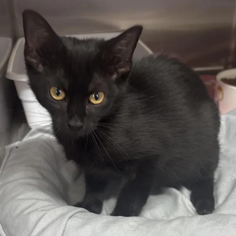 A baby small-sized male Black Domestic Short Hair cat named Kuro for adoption in Hinesville, GA