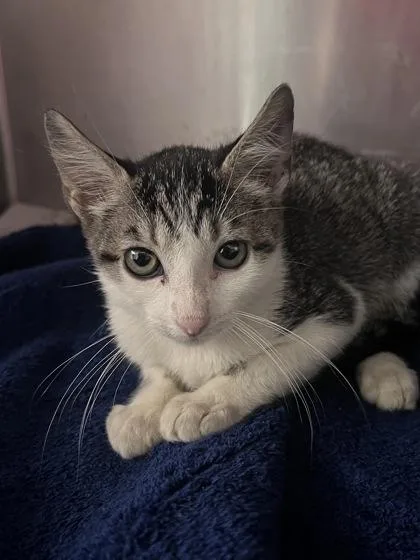 A baby small-sized male Domestic Short Hair cat named Hobbs for adoption in Houston, TX