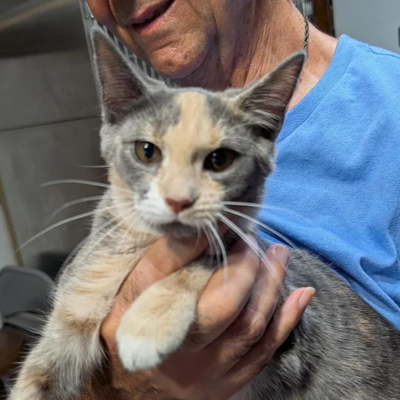 A baby small-sized female Dilute Calico Domestic Short Hair cat named Potato Chip for adoption in Reisterstown, MD