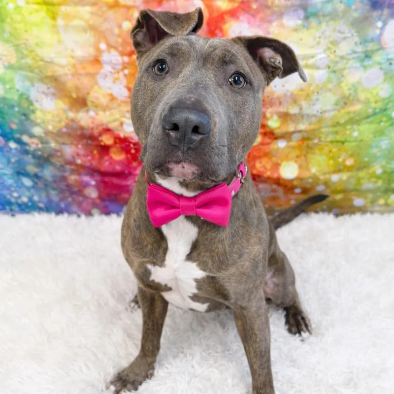 An adult large-sized female Brindle Mixed Breed dog named Delia for adoption in Binghamton, NY