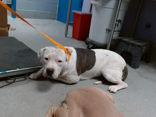 A young medium-sized male Pit Bull Terrier dog named Cinnamon Roll for adoption in Albuquerque, NM