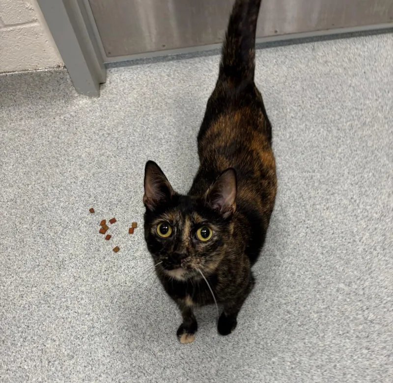 An adult medium-sized female Tortoiseshell cat named Maze for adoption in Frankfort, KY