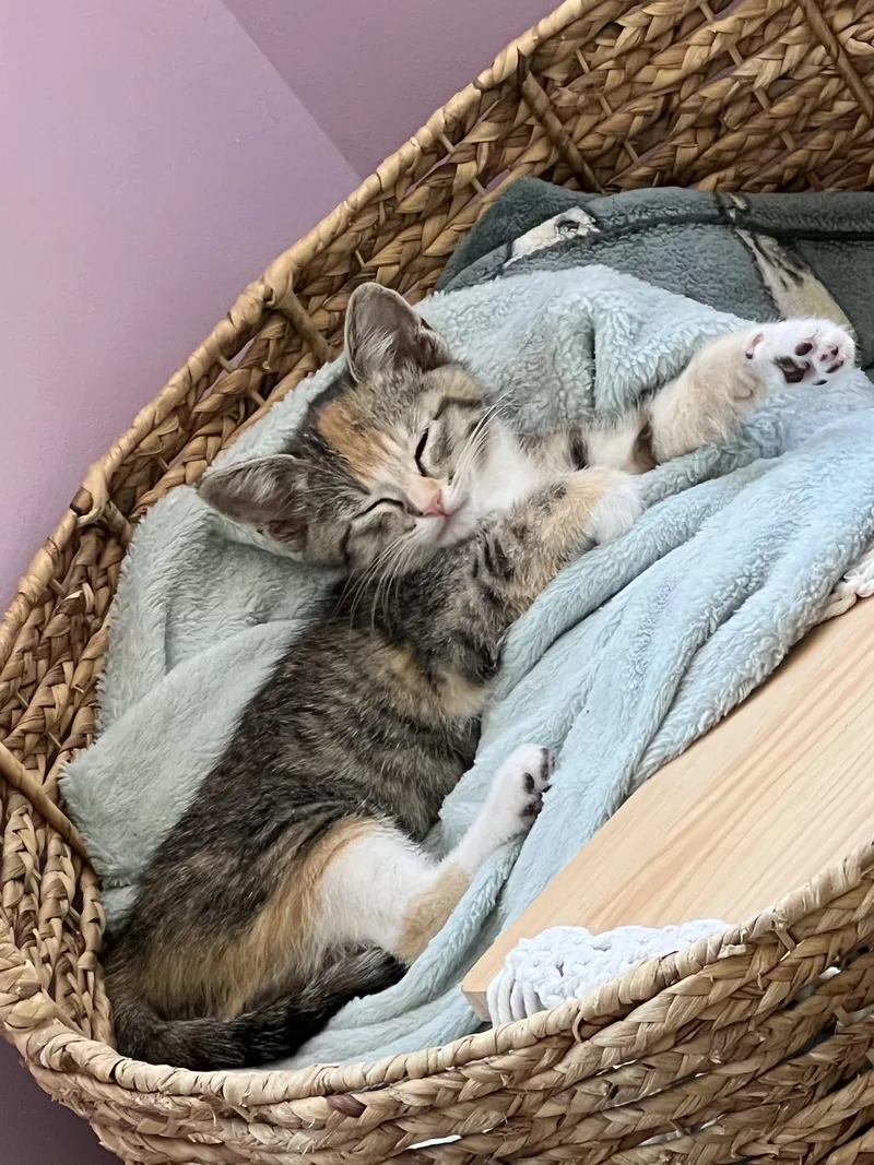 A baby medium-sized female Dilute Calico Domestic Short Hair cat named Feather for adoption in Murfreesboro, TN