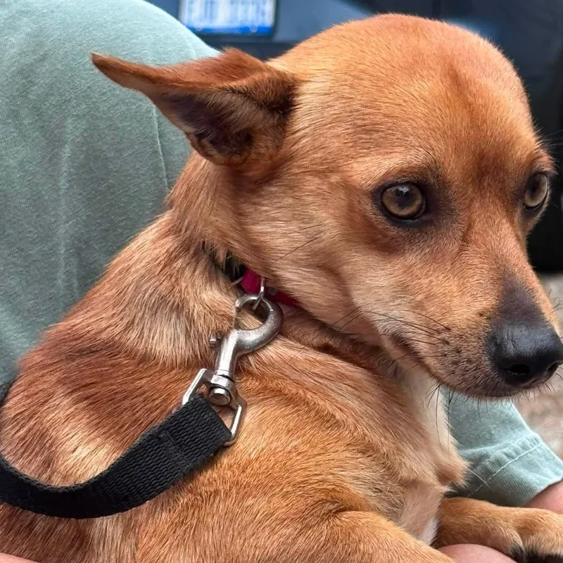 An adult small-sized male Chihuahua dog named Jalen for adoption in Coldwater, MI