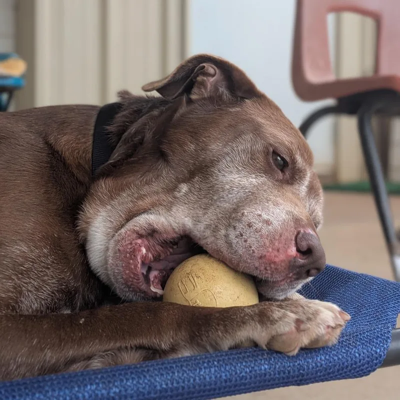 Clarence thumbnail 3