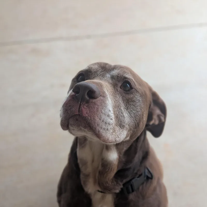 Clarence thumbnail 4